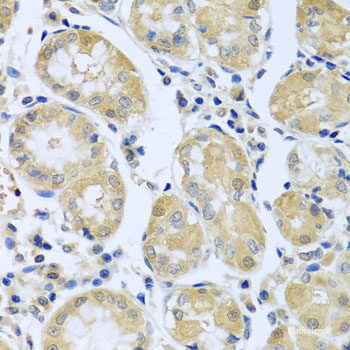 Immunohistochemistry of paraffin-embedded Mouse stomach using ATP1B1 Polyclonal Antibody at dilution of  1:100 (40x lens).