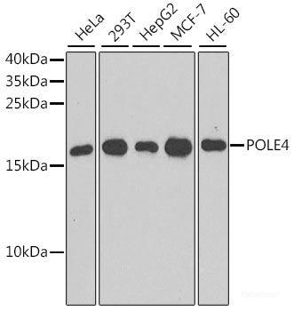 Western blot analysis of extracts of various cell lines using Phospho-SRC(Y529) Polyclonal Antibody at dilution of 1:1000. Hela cells were treated by ATP(5 mM) at 30°C for 1 hour or treated by CIP(20uL/400ul) at 37°C for 1 hour.