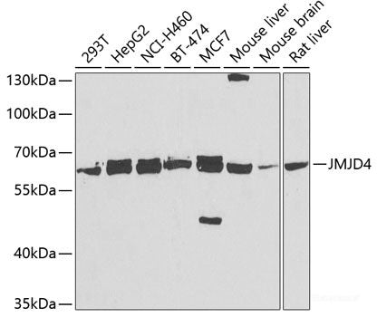 Immunofluorescence analysis of U2OS cells using STX12 Polyclonal Antibody at dilution of  1:100. Blue: DAPI for nuclear staining.