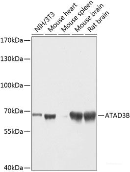 Immunofluorescence analysis of NIH-3T3 cells using ABCB11 Polyclonal Antibody at dilution of  1:100 (40x lens). Blue: DAPI for nuclear staining.