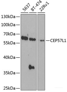 Immunofluorescence analysis of NIH-3T3 cells using ADAMTS13 Polyclonal Antibody at dilution of  1:100 (40x lens). Blue: DAPI for nuclear staining.