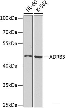 Immunohistochemistry of paraffin-embedded Mouse heart using COL9A3 Polyclonal Antibody at dilution of  1:100 (40x lens).
