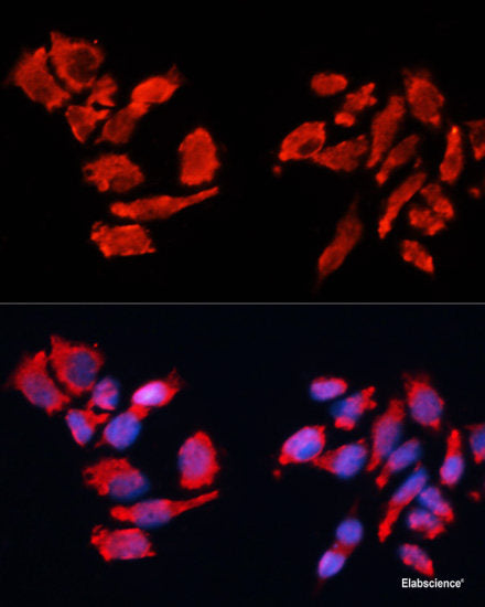 Immunofluorescence analysis of C6 cells using SMAD2 Polyclonal Antibody at dilution of  1:100. Blue: DAPI for nuclear staining.