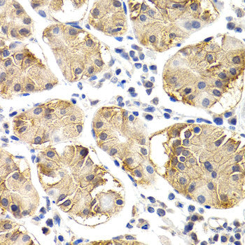 Immunohistochemistry of paraffin-embedded Mouse spleen using IL10 Polyclonal Antibody at dilution of  1:200 (40x lens).