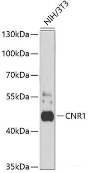 Immunohistochemistry of paraffin-embedded Rat brain using SMAD6 Polyclonal Antibody at dilution of  1:100 (40x lens).