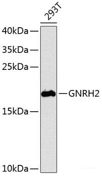 Immunofluorescence analysis of HeLa cells using ALDH7A1 Polyclonal Antibody at dilution of  1:100. Blue: DAPI for nuclear staining.