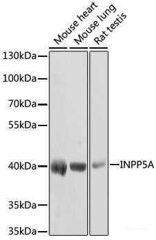 Immunohistochemistry of paraffin-embedded Rat testis using UBL3 Polyclonal Antibody at dilution of  1:100 (40x lens).