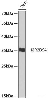 Immunofluorescence analysis of U2OS cells using BST2 Polyclonal Antibody at dilution of  1:100. Blue: DAPI for nuclear staining.