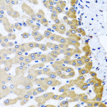 Immunofluorescence analysis of C6 cells using NRBF2 Polyclonal Antibody at dilution of  1:100. Blue: DAPI for nuclear staining.