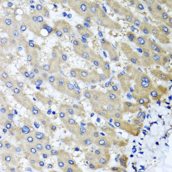 Immunofluorescence analysis of U-2 OS cells using Histone H1.0 Polyclonal Antibody at dilution of  1:100. Blue: DAPI for nuclear staining.