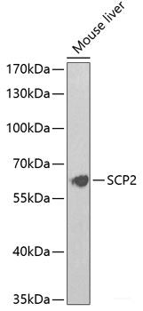 Immunofluorescence analysis of PC12 cells using ICAM1 Polyclonal Antibody at dilution of  1:100. Blue: DAPI for nuclear staining.