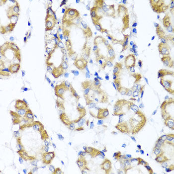 Immunohistochemistry of paraffin-embedded Human stomach using Argonaute-2 Polyclonal Antibody at dilution of  1:100 (40x lens).