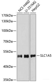 Immunohistochemistry of paraffin-embedded Rat brain using CCAR2 Polyclonal Antibody at dilution of  1:100 (40x lens).