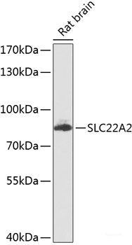 Immunofluorescence analysis of HeLa cells using ANXA3 Polyclonal Antibody at dilution of  1:100 (40x lens). Blue: DAPI for nuclear staining.