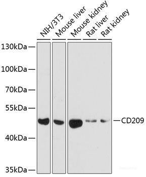 Immunofluorescence analysis of Hela cells using DNAJC19 Polyclonal Antibody at dilution of  1:100 (40x lens). Blue: DAPI for nuclear staining.