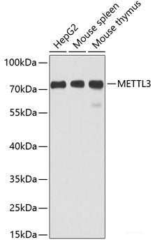 Immunohistochemistry of paraffin-embedded Mouse lung using INHBB Polyclonal Antibody at dilution of  1:100 (40x lens).