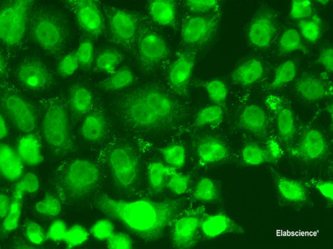 Western blot analysis of extracts of various cell lines using MSRB3 Polyclonal Antibody at dilution of 1:1000.