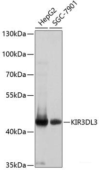 Immunofluorescence analysis of U2OS cells using ANO1 Polyclonal Antibody at dilution of  1:100. Blue: DAPI for nuclear staining.
