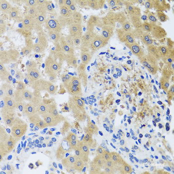 Immunofluorescence analysis of L929 cells using PELP1 Polyclonal Antibody at dilution of  1:100 (40x lens). Blue: DAPI for nuclear staining.