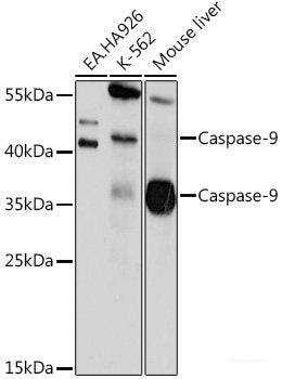 Immunofluorescence analysis of Human placenta cells using WNT3A Polyclonal Antibody at dilution of  1:100. Blue: DAPI for nuclear staining.