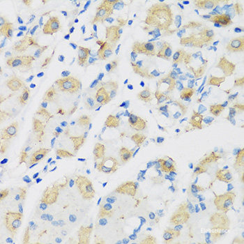 Immunofluorescence analysis of PC12 cells using LGR5 Polyclonal Antibody at dilution of  1:100.