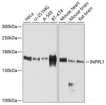 Western blot analysis of extracts of various cell lines using TRIM24 Polyclonal Antibody at dilution of 1:1000.