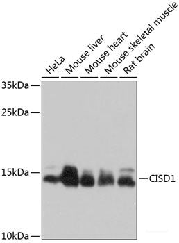 Immunofluorescence analysis of U-251MG cells using BDNF Polyclonal Antibody at dilution of  1:100 (40x lens). Blue: DAPI for nuclear staining.