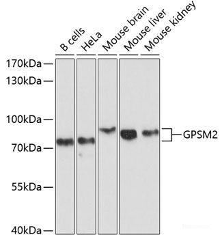 Immunofluorescence analysis of U2OS cells using NCOA1 Polyclonal Antibody