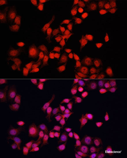 Immunofluorescence analysis of NIH/3T3 cells using RALA Polyclonal Antibody at dilution of  1:100. Blue: DAPI for nuclear staining.