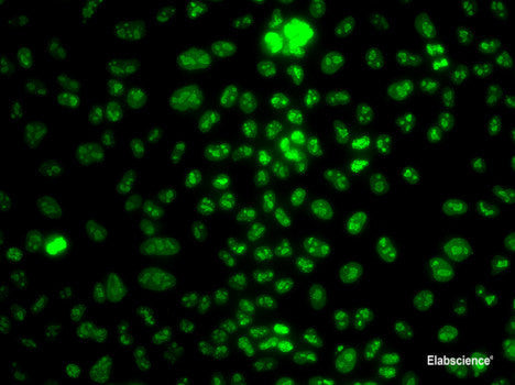 Immunohistochemistry of paraffin-embedded Rat testis using CDC42 Polyclonal Antibody at dilution of  1:100 (40x lens).