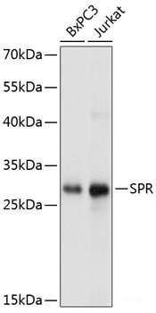 Western blot analysis of extracts of various cell lines using RIOK2 Polyclonal Antibody at dilution of 1:3000.