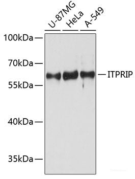 Immunofluorescence analysis of Human liver cancer cells using BHMT Polyclonal Antibody at dilution of  1:100. Blue: DAPI for nuclear staining.