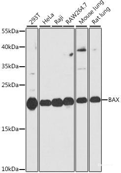 Immunofluorescence analysis of C6 cells using PLSCR3 Polyclonal Antibody at dilution of  1:100 (40x lens). Blue: DAPI for nuclear staining.