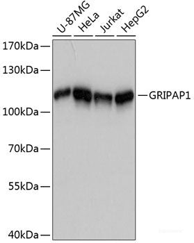 Immunofluorescence analysis of HeLa cells using ERG Polyclonal Antibody 