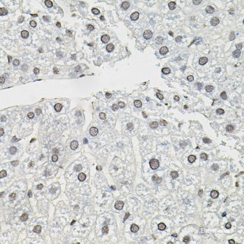 Immunohistochemistry of paraffin-embedded Rat brain using ATF2 Polyclonal Antibody at dilution of  1:200 (40x lens).