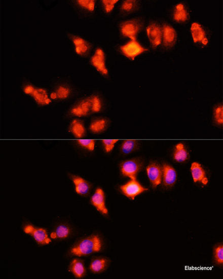 Immunohistochemistry of paraffin-embedded Rat liver using U2SURP Polyclonal Antibody at dilution of  1:100 (40x lens).