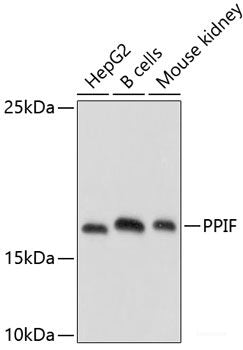 Immunofluorescence analysis of C6 cells using HNRNPU Polyclonal Antibody at dilution of  1:100. Blue: DAPI for nuclear staining.