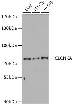 Immunohistochemistry of paraffin-embedded Rat brain using IVNS1ABP Polyclonal Antibody at dilution of  1:100 (40x lens).
