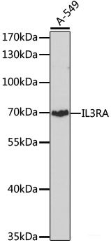 Immunofluorescence analysis of U-2 OS cells using SIGLEC9 Polyclonal Antibody at dilution of  1:100 (40x lens). Blue: DAPI for nuclear staining.