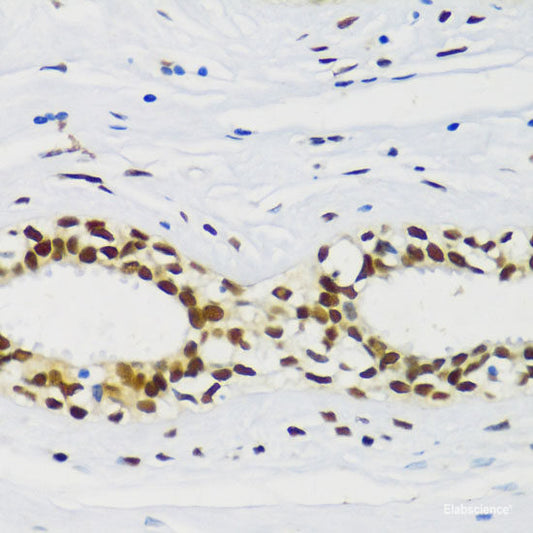 Western blot analysis of extracts of various cell lines using PCGF1 Polyclonal Antibody.
