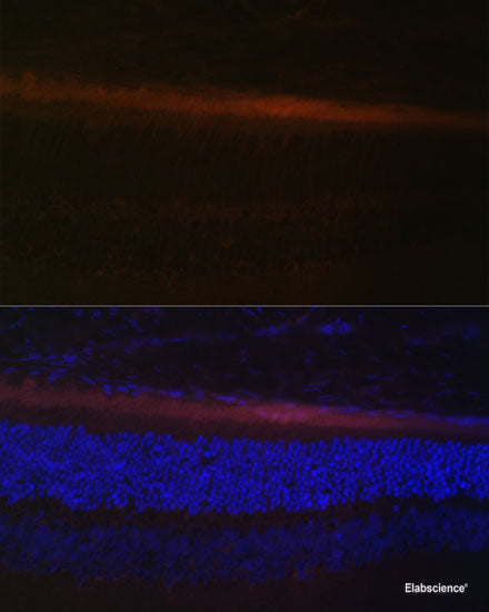 Immunofluorescence analysis of U2OS cells using RSAD2 Polyclonal Antibody at dilution of  1:100. Blue: DAPI for nuclear staining.