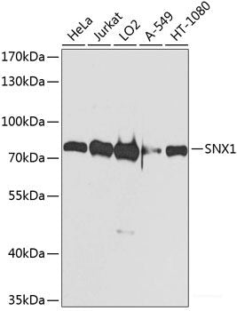 Immunofluorescence analysis of Jurkat cells using PMAIP1 Polyclonal Antibody at dilution of  1:100. Blue: DAPI for nuclear staining.