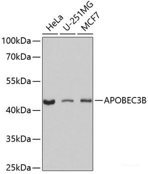 Immunohistochemistry of paraffin-embedded Mouse heart using MRPS6 Polyclonal Antibody at dilution of  1:100 (40x lens).