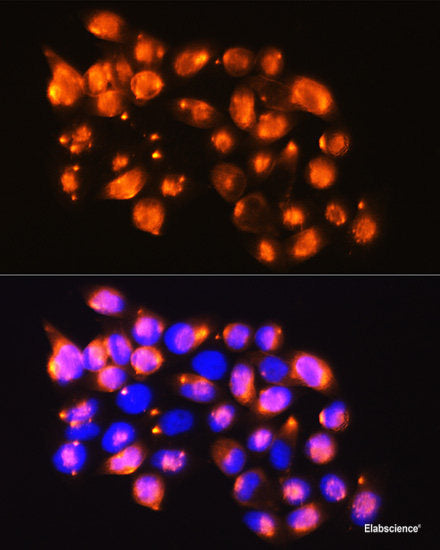 Immunofluorescence analysis of C6 cells using ATP5D Polyclonal Antibody at dilution of  1:100. Blue: DAPI for nuclear staining.