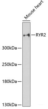Immunohistochemistry of paraffin-embedded Rat kidney using SYT1 Polyclonal Antibody at dilution of  1:200 (40x lens).