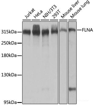 Immunofluorescence analysis of NIH-3T3 cells using DDAH1 Polyclonal Antibody at dilution of  1:100 (40x lens). Blue: DAPI for nuclear staining.