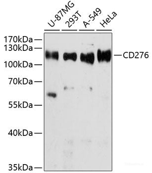 Immunofluorescence analysis of HeLa cells using CREB1 Polyclonal Antibody at dilution of  1:100. Blue: DAPI for nuclear staining.