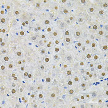 Immunohistochemistry of paraffin-embedded Rat liver using CDC25A Polyclonal Antibody at dilution of  1:100 (40x lens).
