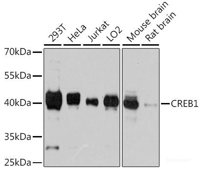 Immunohistochemistry of paraffin-embedded Rat liver using UBA1 Polyclonal Antibody at dilution of  1:100 (40x lens).