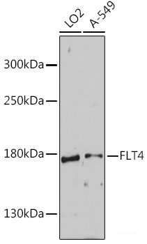 Immunohistochemistry of paraffin-embedded Rat kidney using MOAP1 Polyclonal Antibody at dilution of  1:100 (40x lens).